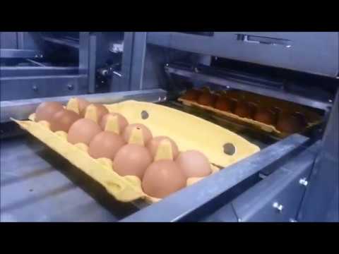Egg Carton Coding with Markoprint X1 Jet