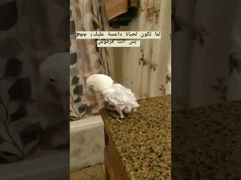 لما تكون داعسة عليك الحياة بس انت فرفوش