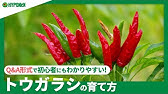 過程を楽しむ8ヶ月 唐辛子栽培キットがスパイスチキンカレーになるまで Youtube