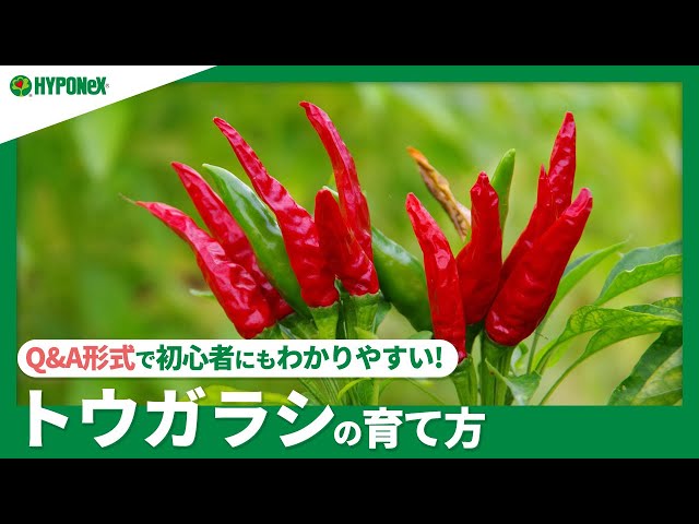 アオトウガラシです。 ☘82：トウガラシの育て方｜辛い実を食べよう！水やりや肥料の与え方
