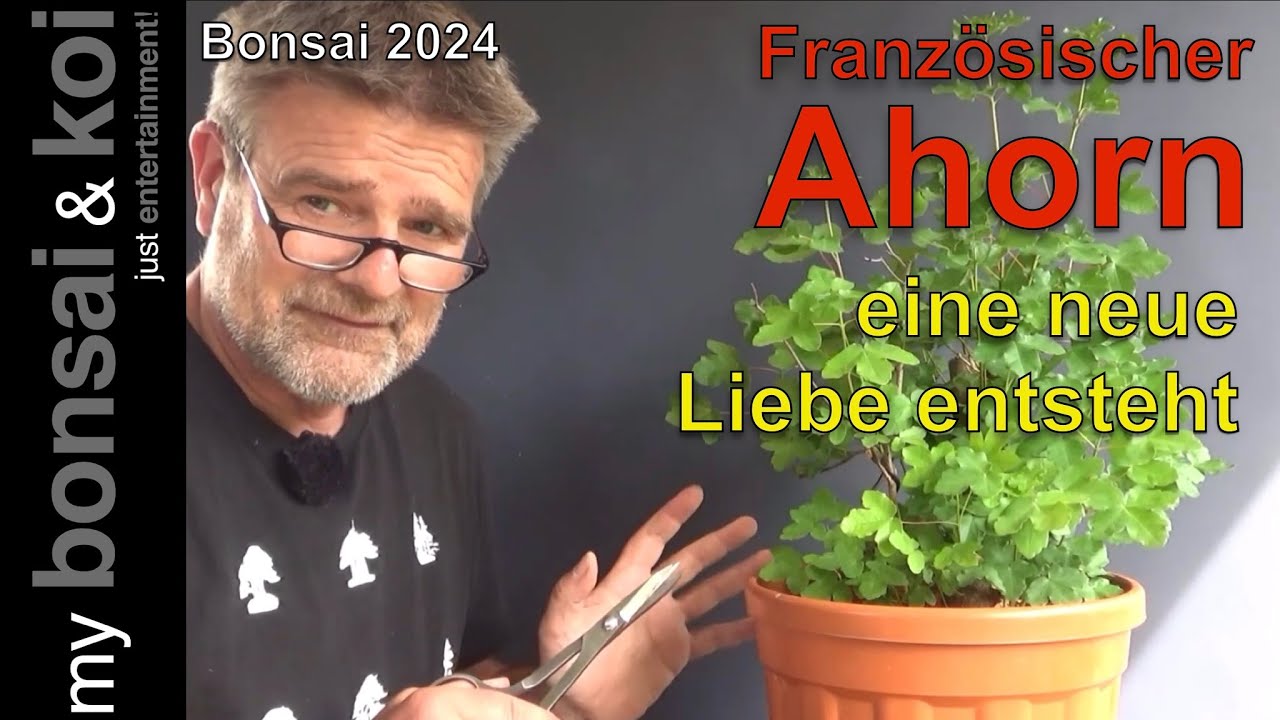 Bonsai 2024-52 - französischer Ahorn - eine neue Liebe entsteht