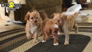 Cuddly Cavapoo Puppies