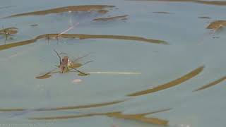 Common Pond skater (Gerris lacustris) vs Pirate Wolf Spider (Pirata piraticus) - Brighton, April 21 Probably one of the most fascinating videos out of the 300 or so I've already posted to this Wildlife Channel (hint: please subscribe).

Be sure to watch this video all the way through to see something extraordinary as a fearsome predator of the water's surface attacks another, with the main action repeated in slow-motion - and it needs to be!

The Common Pond skater (also called Water skater or Water Strider) is one of nine to be found in the UK, zipping over the water's surface in ponds, lakes, ditches and slow-flowing rivers, feeding on smaller insects which they immobilise with their sharp mouthparts or 'beaks'.

They can usually be found between April and November, after which they hibernate in leaf litter and other debris.

The long-legged Common Pond skater could only be confused with the smaller, thinner, more fragile-looking Common water-measurer, or the smaller, chunkier, shorter-legged Water cricket.

Their ability to move so freely on the surface of water is down to very fine hairs on their legs w