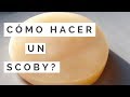 Cómo HACER Un SCOBY  (Parte 1)