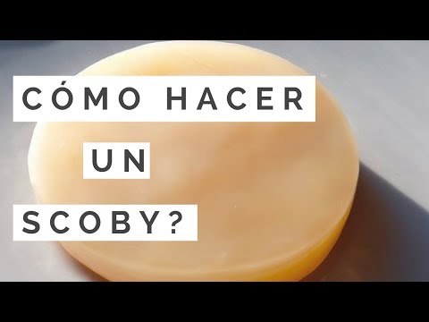 Cómo HACER Un SCOBY  (Parte 1)