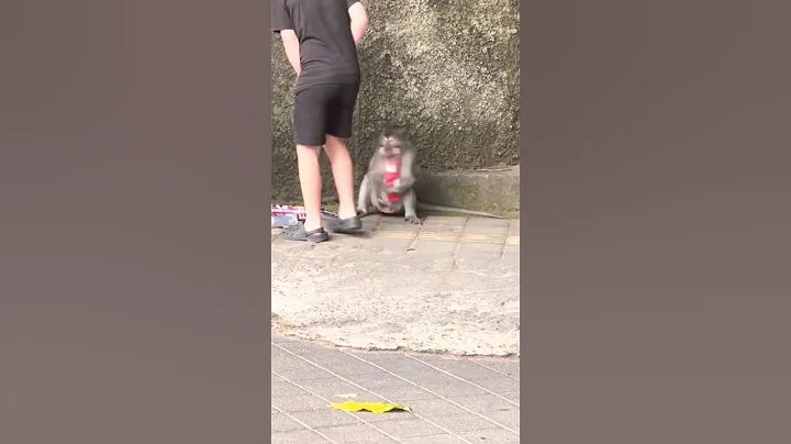 Monkey robbing😂🤣 Funny monkey || wildlife Animals shorts video|| #shorts #monkey #funny #trending