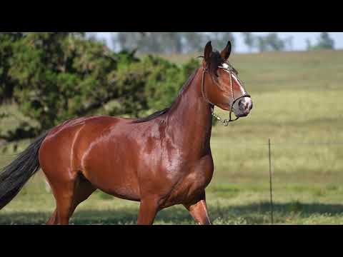 Lote 07 - Basca Encarnada