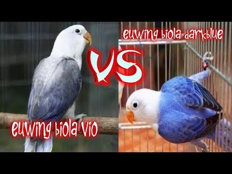 Jenis Lovebird Terlangka | Euwing Biola Violet 