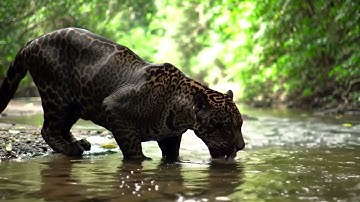 Jaguars: King Predators of the Jungle | 4K Wildlife Documentary