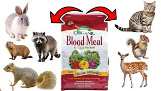 How To Use BLOODMEAL To Get Rid of Pests - DEER, RABBITS, SQUIRRELS, CATS, RACCOONS, CHIPMUNKS, etc. by Natural Health Remedies 1,096 views 1 month ago 7 minutes, 45 seconds