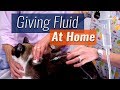 How to Give Subcutaneous Fluids At Home - Demonstration & Checklist