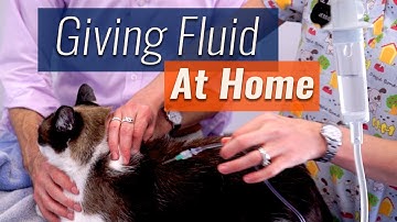 How to Give Subcutaneous Fluids At Home - Demonstration & Checklist