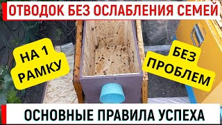картинка: Отводки без ослабления семей.  Основные правила.  Даже на 1 рамку!
