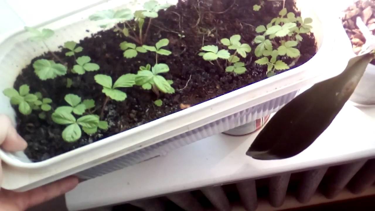 ЭПС Гребенникова Реальный эффект.СОТА!