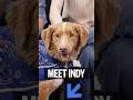 Dog Star of Horror Film "Good Boy"  Wins SXSW Howl of Fame Award