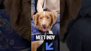 Dog Star of Horror Film Good Boy  Wins SXSW Howl of Fame Award @SXSW