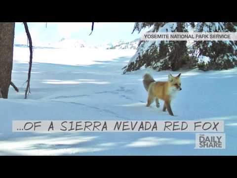 Rare Sierra Nevada Red Fox Spotted In Yosemite Youtube