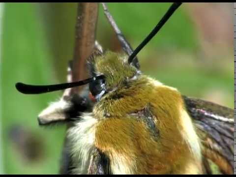 Video: Graceful Cruciferous Field Moth