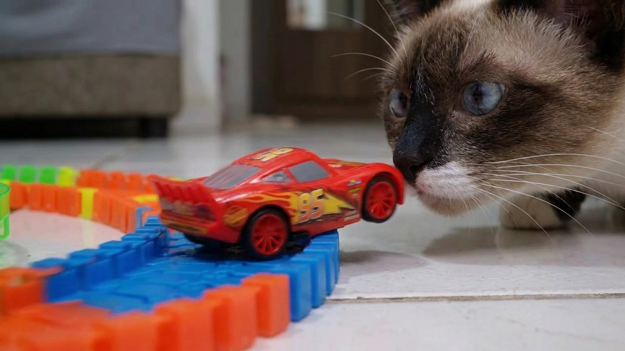 Cats vs Racing Cars | 8K Video - YouTube