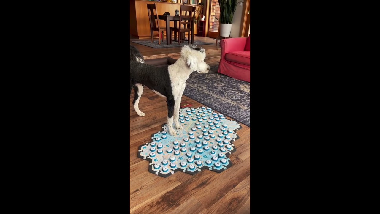 My Talking Dog Uses Her Buttons To Talk About The Past