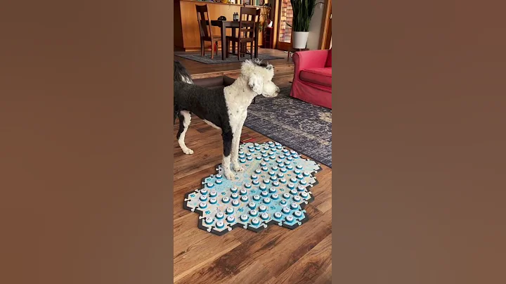 My Talking Dog Uses Her Buttons to Talk About The Past  | Talking Dog Buttons