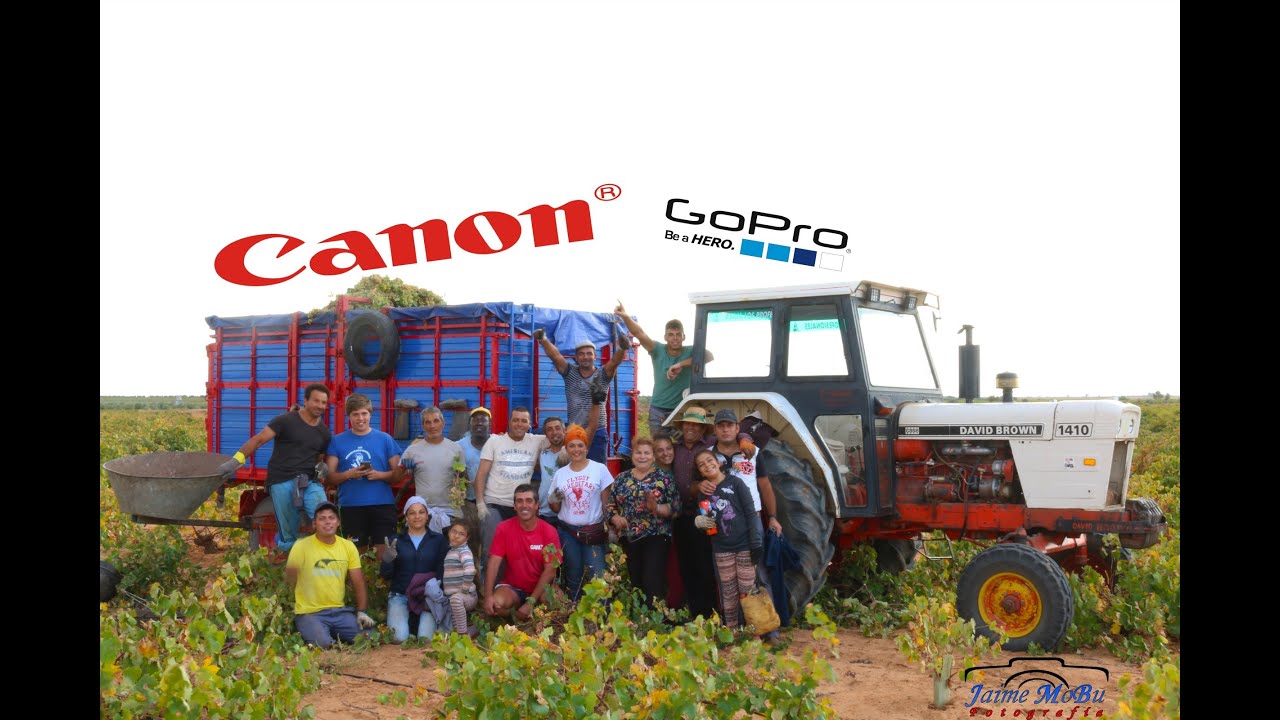 Vendimia 2015 en Tomelloso ||Massey Ferguson 290, David Brown 1410|| |Jóvenes Agricultores|