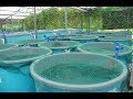 The game changer for fish farming in Kenya