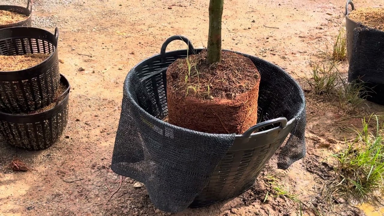 วิธีเปลี่ยนถุงทุเรียนลงเข่งแบบง่ายๆ ไม่ตาย รากเดินไว🪴