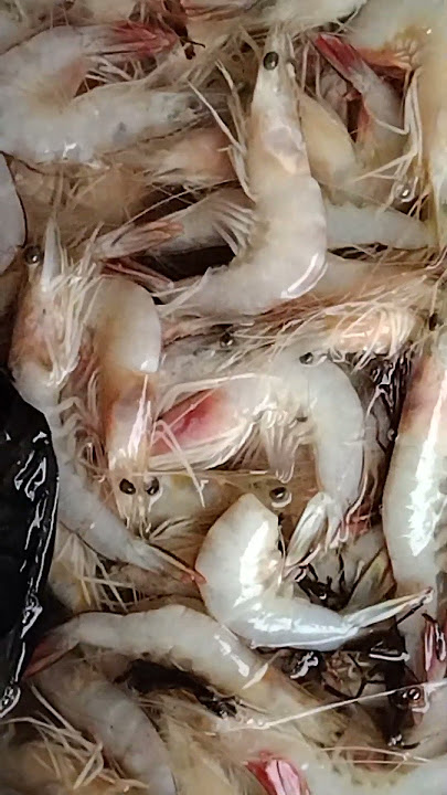 udang besar baru di jaring