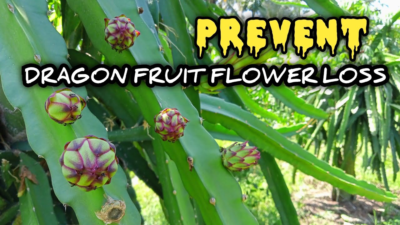 PREVENT DRAGON FRUIT FLOWER LOSS YouTube