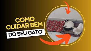 9 dicas para cuidar bem de seu #gato