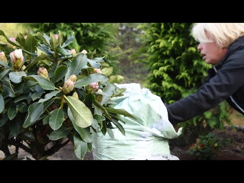 Video: Kā pieskatīt rododendrus?