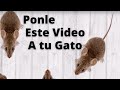 Entretenimiento para Gatos - Video Para Gatos con Ratones para Jugar  - Video For Cats