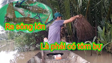 Mùa nước nổi // ra sông lớn lúc nào cũng có tôm càng xanh