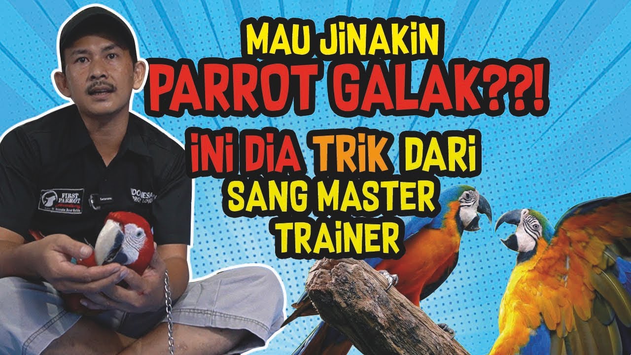 MAU JINAKIN PARROT GALAK ??!