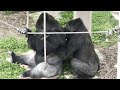 Kiyomasa, whose favorite place was taken by Shabani⭐️handsome gorilla