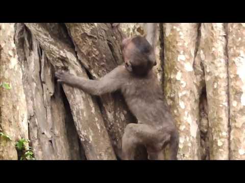 Crying Loudly On Poor Baby Lori because of mother climb the tree leaving of Lori alone|Wher's Amari?