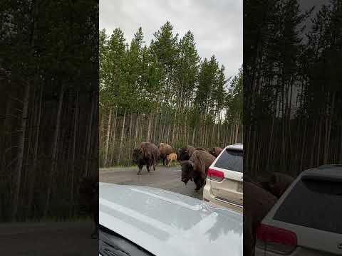 Bison at Yellowstone National Park #yellowstone #bison #nationalpark #yellowstonenationalpark