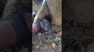 I found gold in the forest shorts tricks tips treasure hunting hunter findgold