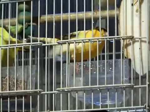 Singing For Pet Canaries Reference: Singing Male Canaries Pet Canaries Proven Pairs Show Winning Stock
