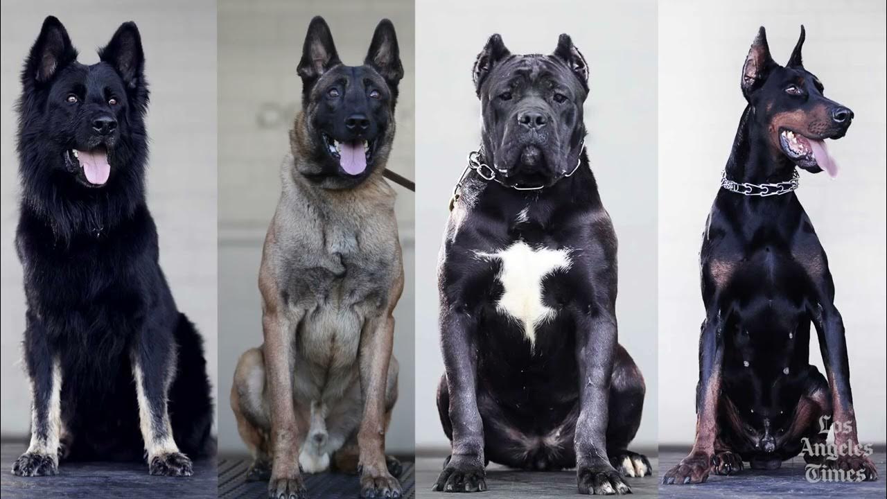Are protection dogs the new status symbol among the wealthy? YouTube Are protection dogs the new status symbol among the wealthy? YouTube