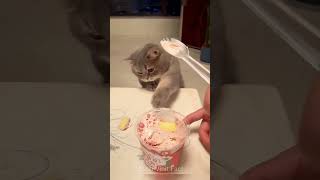 😹 Why Does My Cute Cat Bite Me #shorts