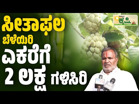 ಸೀತಾಫಲ ಯಾವ ತಳಿ ಬೆಳೆದರೆ ಹೆಚ್ಚು ಲಾಭ? | Custard Apple Farming | Vistara Krishi