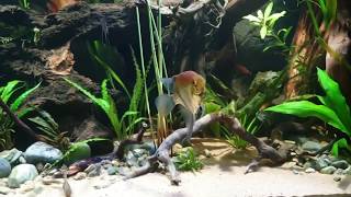 Биотопный аквариум на 468 л. Река Рио Негро, Бразилия