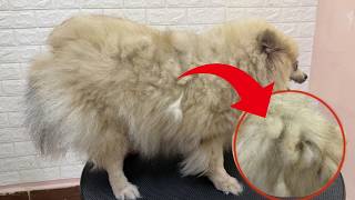 His Owner Afraid To Brush His Hair And This Happened