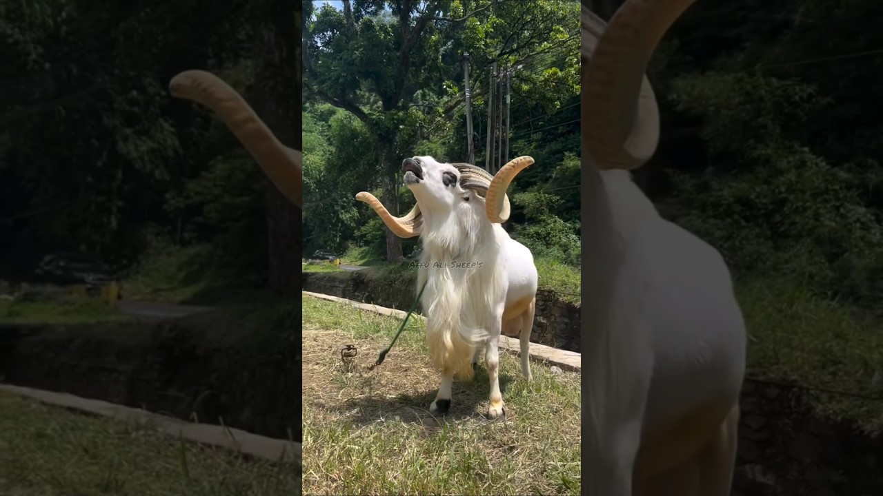Агрессивный взгляд индонезийской овцы 😈🦅