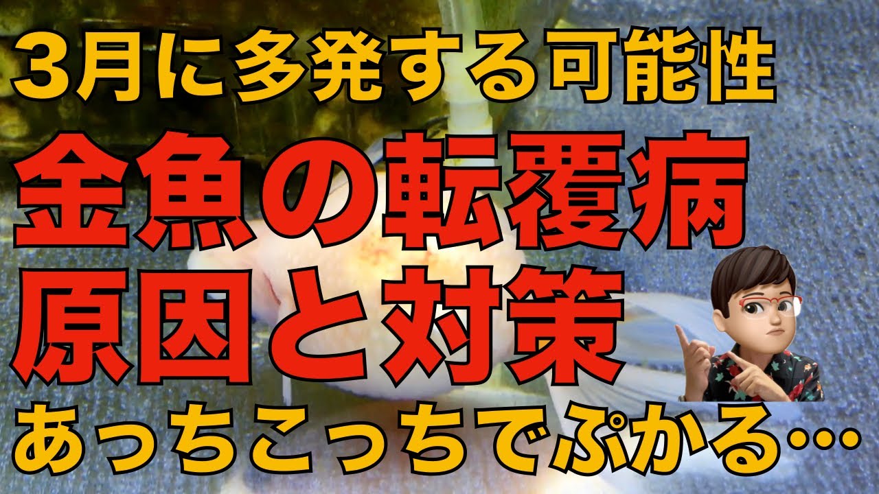 3月は金魚が転覆しまくる！原因と対策を紹介します