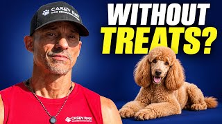 Does Your Dog REALLY Know “Down”? Try This Simple Test