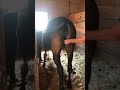 Mare Artificial Insemination *GRAPHIC CONTENT*