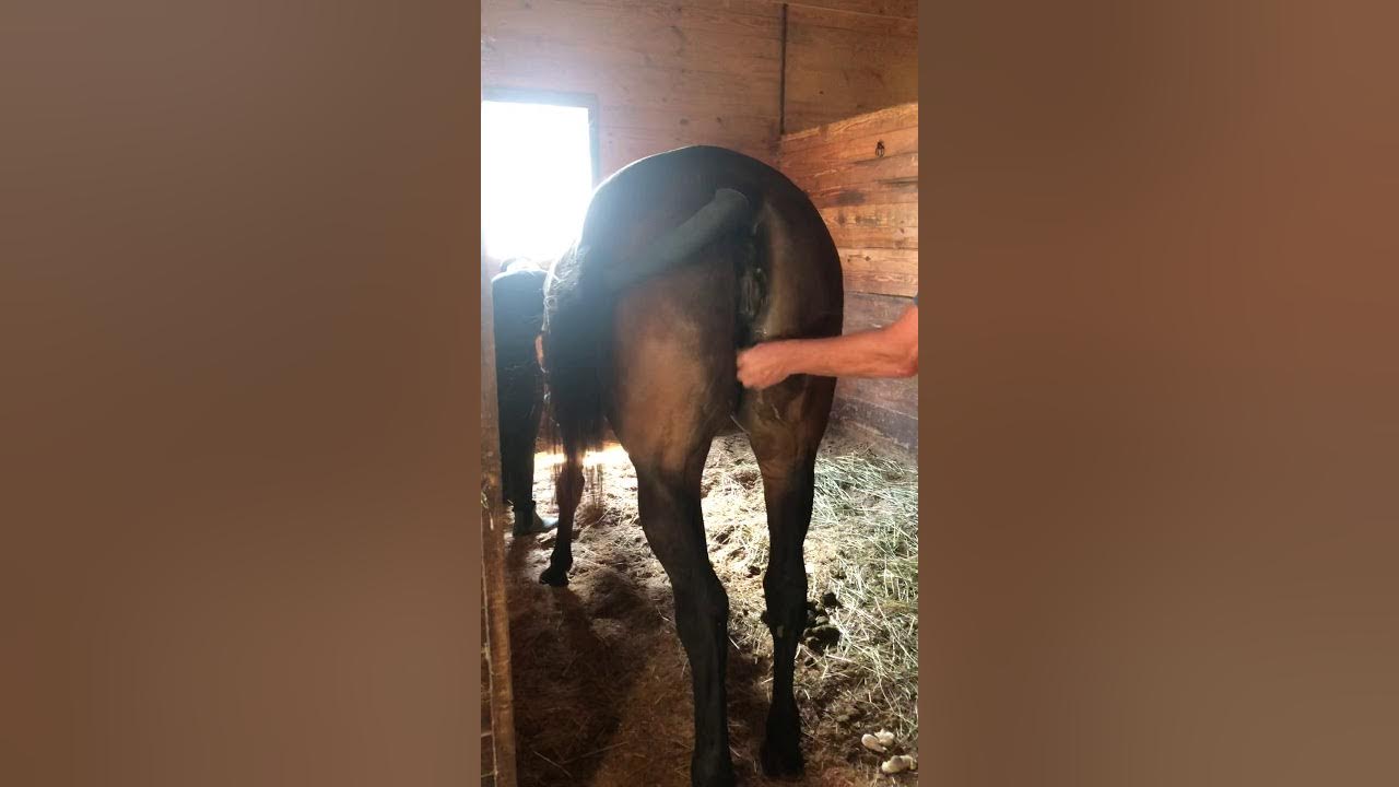 mare vagina 